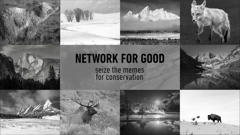 The Memes | Collections